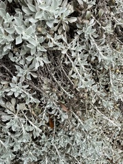 Helichrysum argyrophyllum