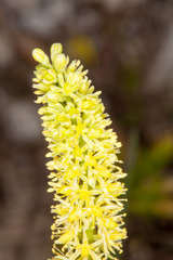 Tofieldia calyculata