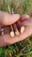Juncus effusus pacificus