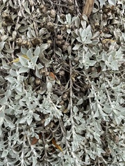 Helichrysum argyrophyllum