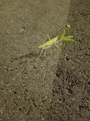 Mantidae