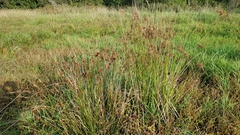 Juncus effusus pacificus