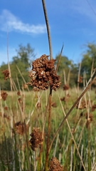 Juncus effusus pacificus
