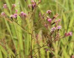 Stevia viscida