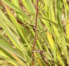 Stevia viscida