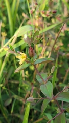 Hypericum boreale