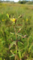 Hypericum boreale