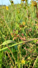 Hypericum boreale