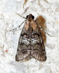 Pococera euphemella