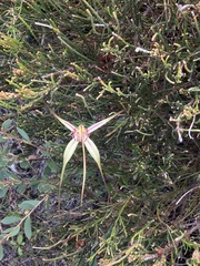 Caladenia orientalis