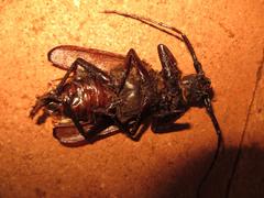 Macrotoma natala
