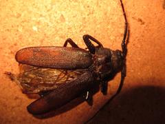 Macrotoma natala