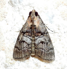 Pococera euphemella