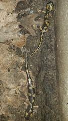 Ensatina eschscholtzii croceater