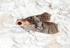 Pococera euphemella