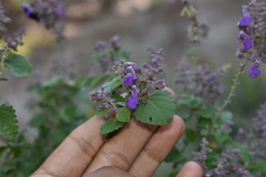 Salvia pinguifolia