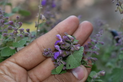 Salvia pinguifolia