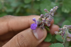Salvia pinguifolia