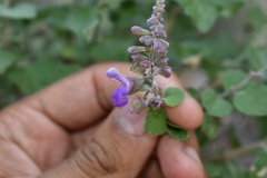 Salvia pinguifolia