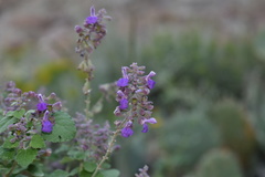 Salvia pinguifolia