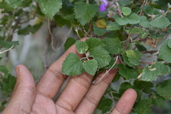 Salvia pinguifolia