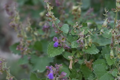 Salvia pinguifolia
