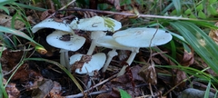 Amanita pallidorosea
