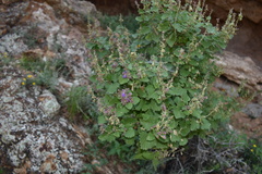 Salvia pinguifolia