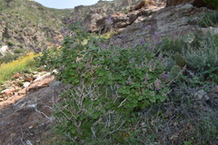 Salvia pinguifolia