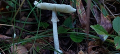 Amanita pallidorosea