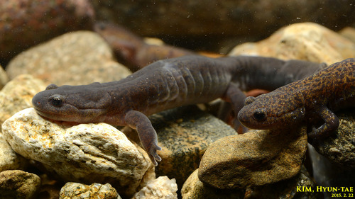 Gori Salamander, Hynobius yangi