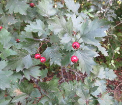 Crataegus ucrainica