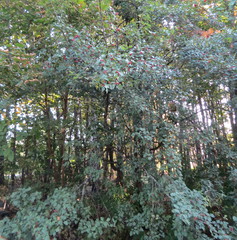 Crataegus ucrainica