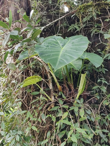 Image of Remusatia vivipara by (c) T R Shankar Raman, some rights reserved (CC BY)
