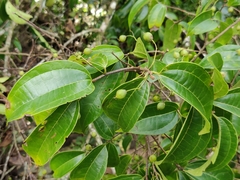 Celtis timorensis