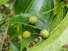 Celtis timorensis