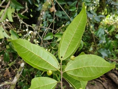 Celtis timorensis