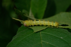 Saturniidae