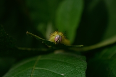 Saturniidae