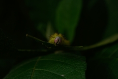 Saturniidae