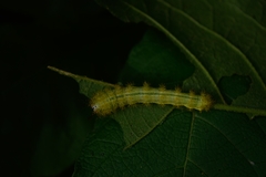 Saturniidae