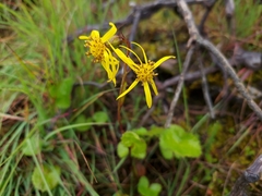 Ligularia hookeri