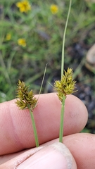 Carex arcta