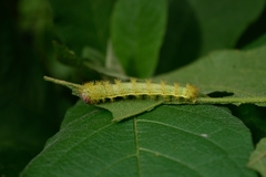 Saturniidae