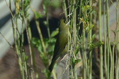 Leiothlypis peregrina