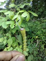 Saturniidae