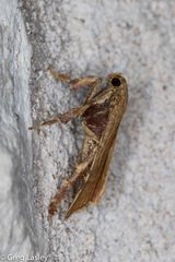 Parachma ochracealis