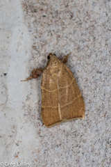 Parachma ochracealis