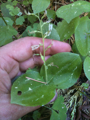 Neottia convallarioides