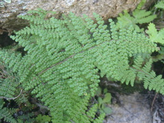 Myriopteris lendigera